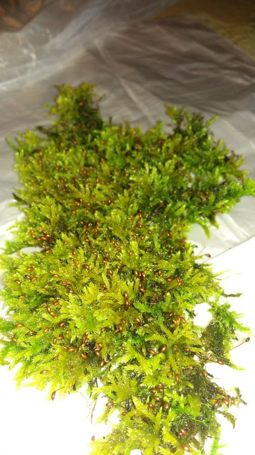 Живой мох в интерьере