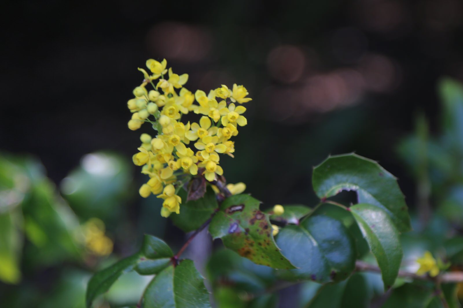 Композитор