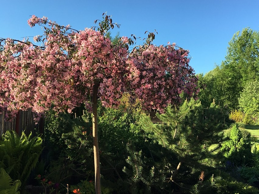 ТЕПЛЫШКО МОЕ РАСПУШЕННОЕ.