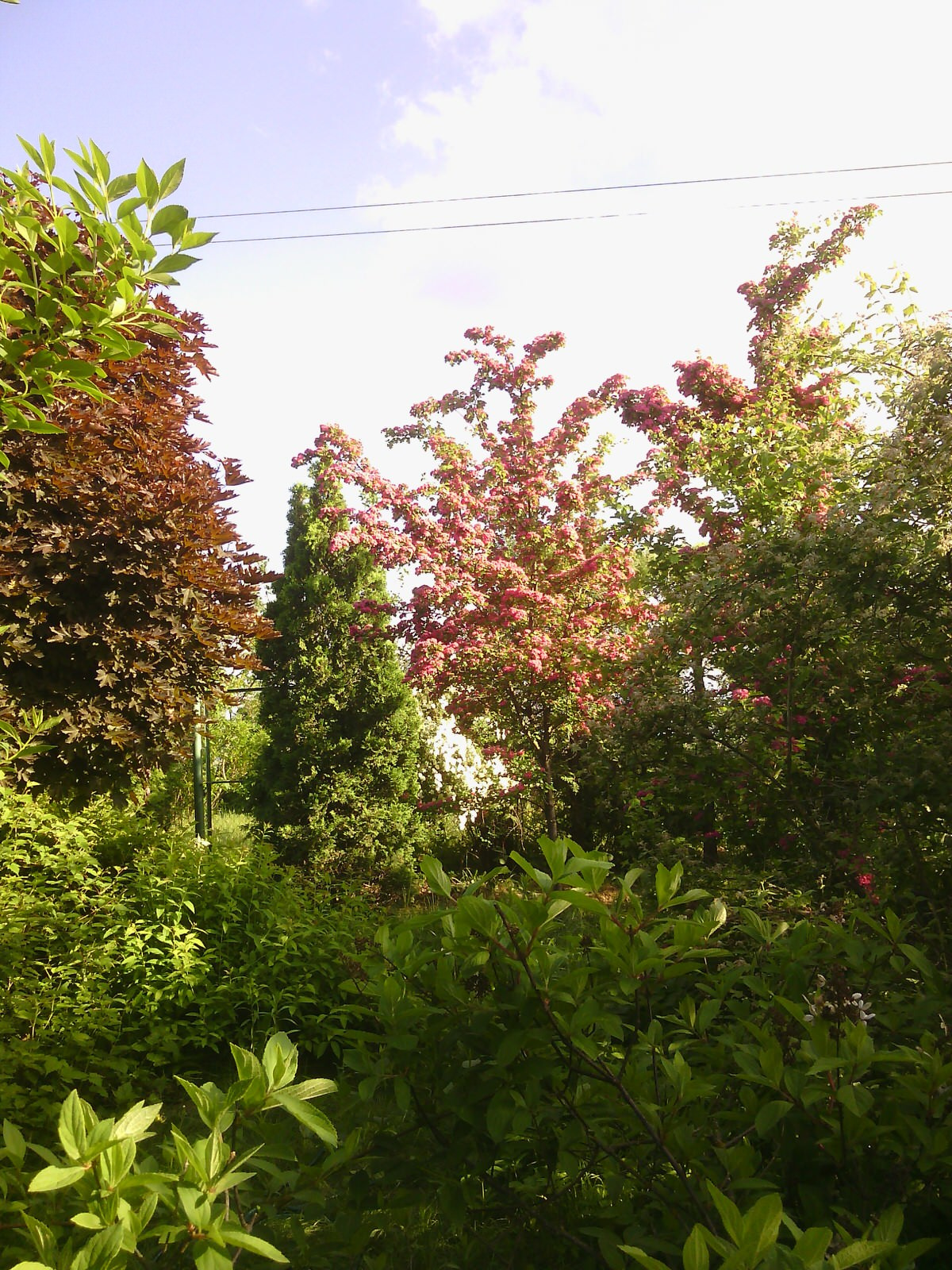 Наш собственный сад