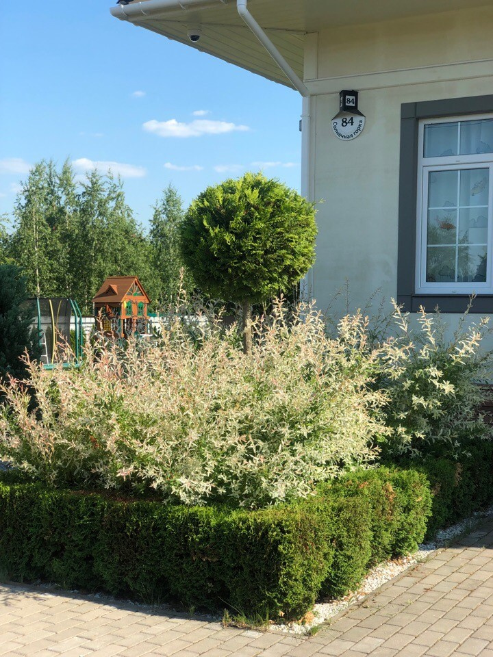 Сад "в процессе..."