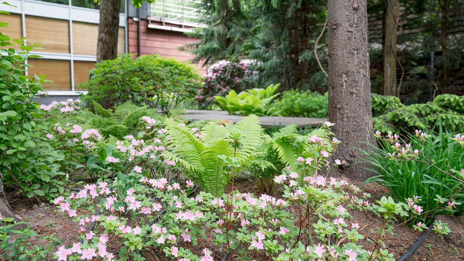 Сад с японским характером в КП  "Ландшафт", Усово 2010 г