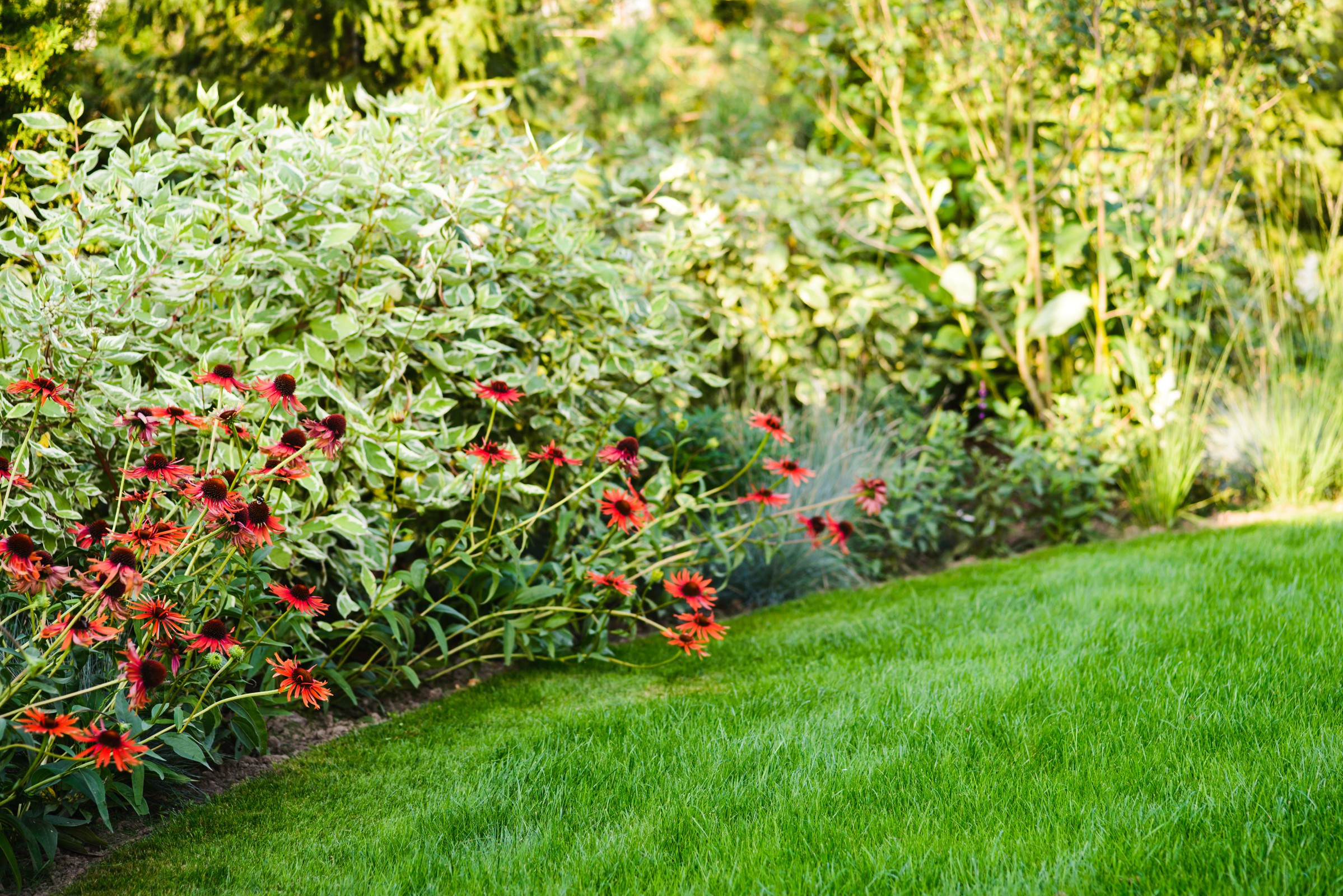 Как правильно: Сделать цветник из многолетников на скорую руку