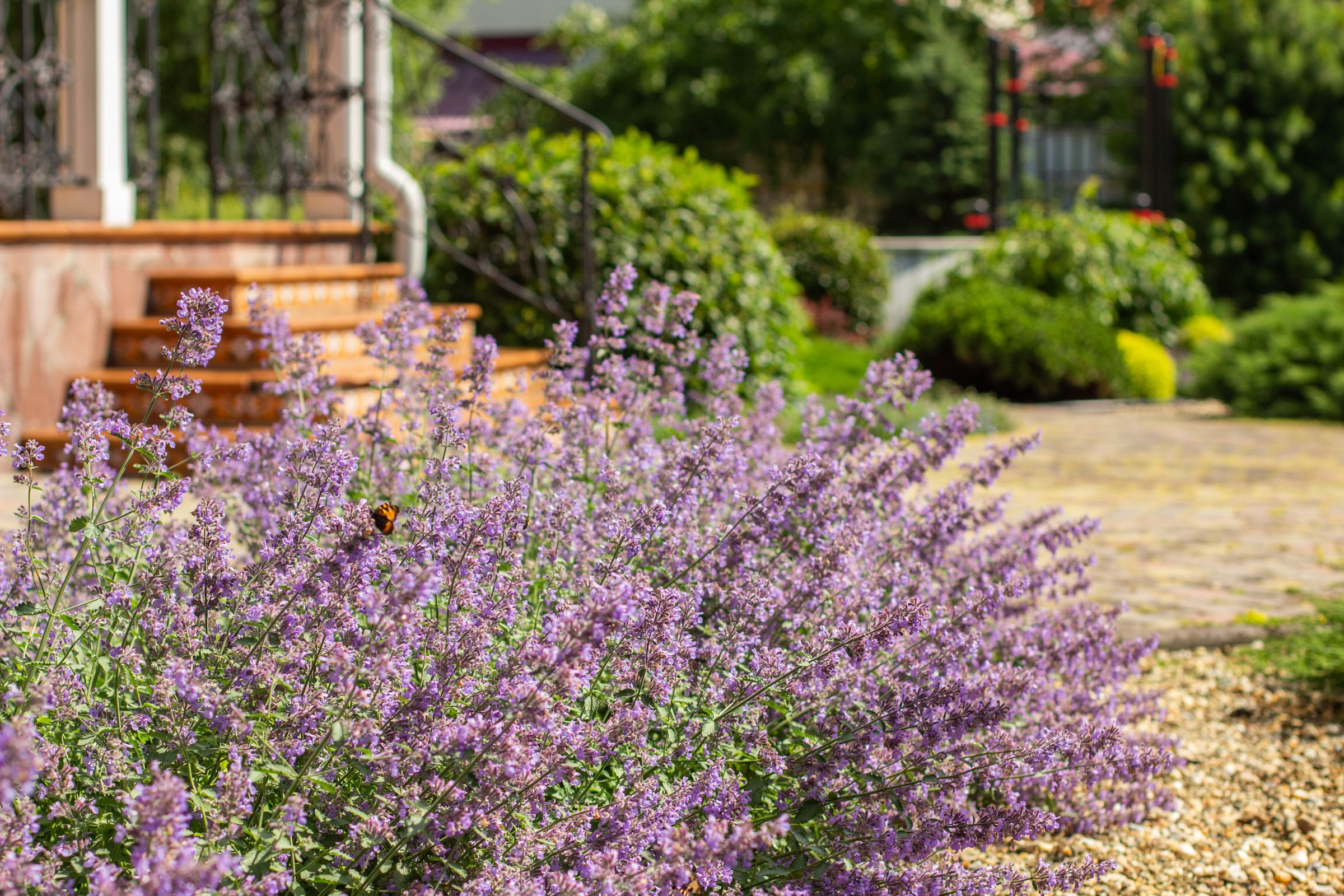 Сад с зеленой крышей