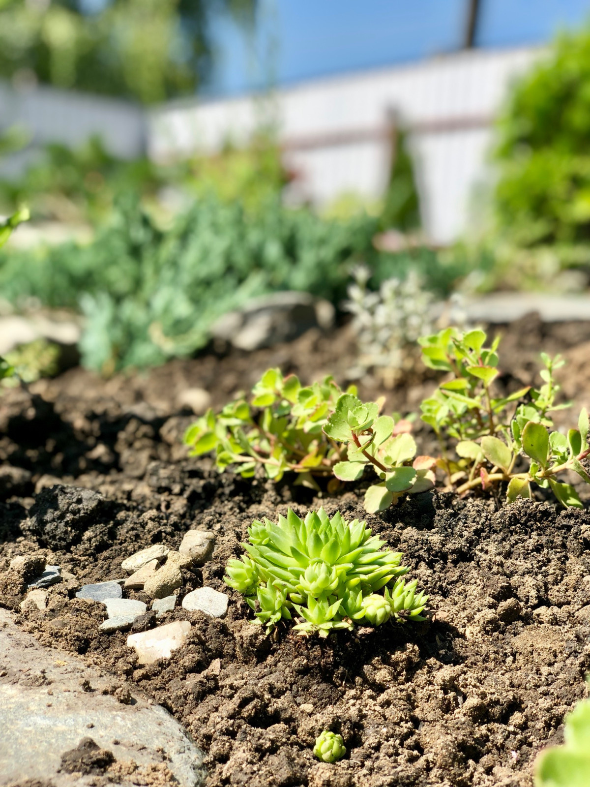 Привет, станица!