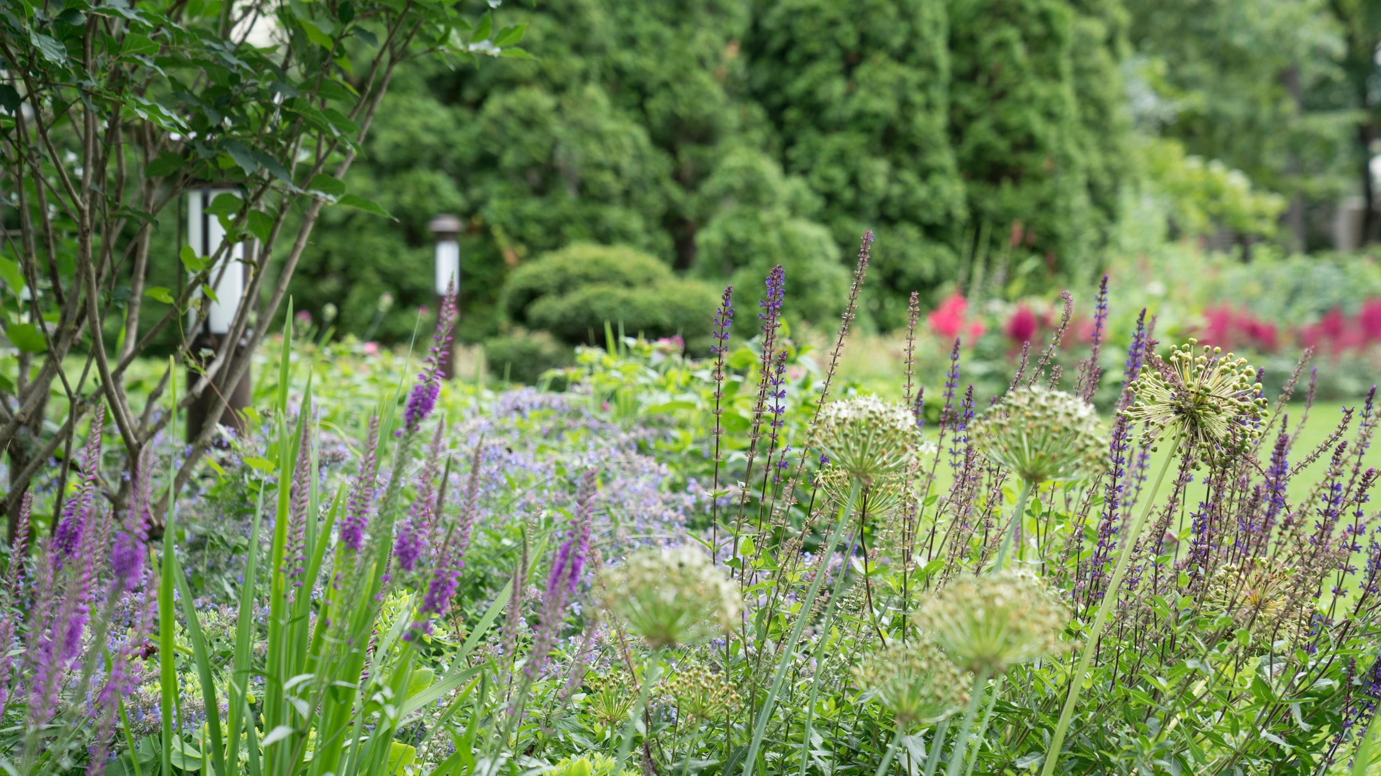 Очарование английского сада КП Балтия 2018 г