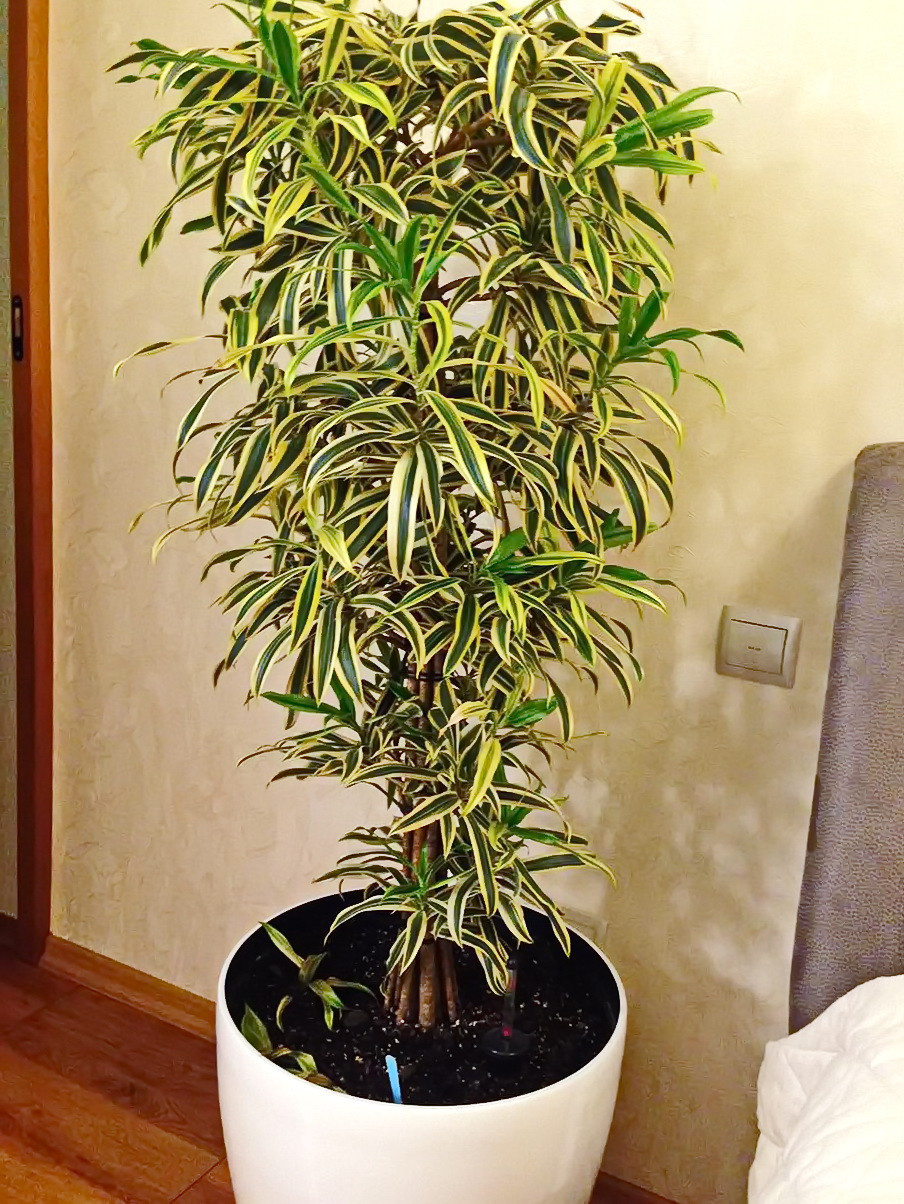 Обложка проекта: Озеленение частных квартир