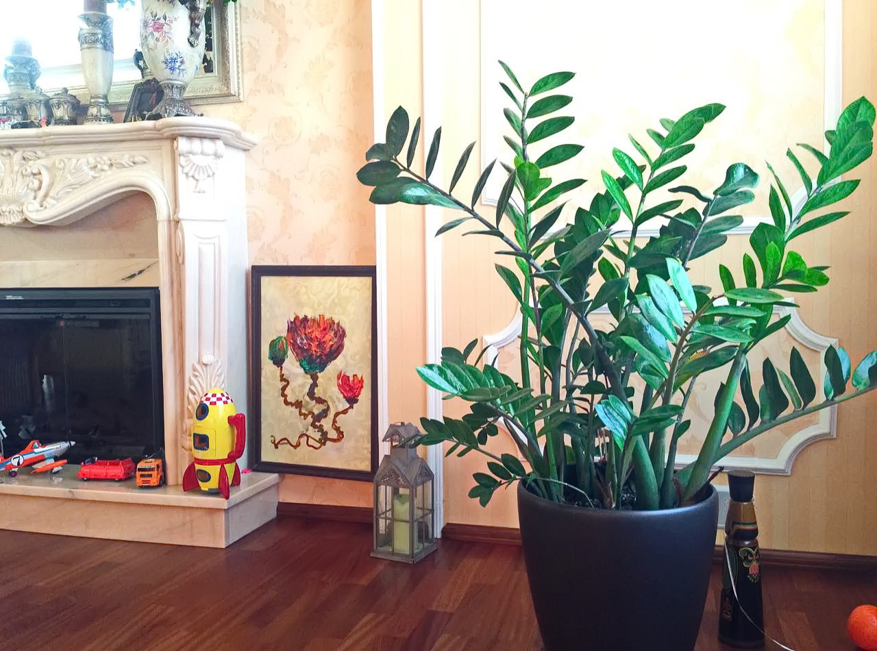 Озеленение частных квартир