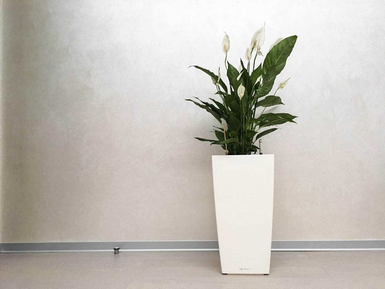 Озеленение частных квартир