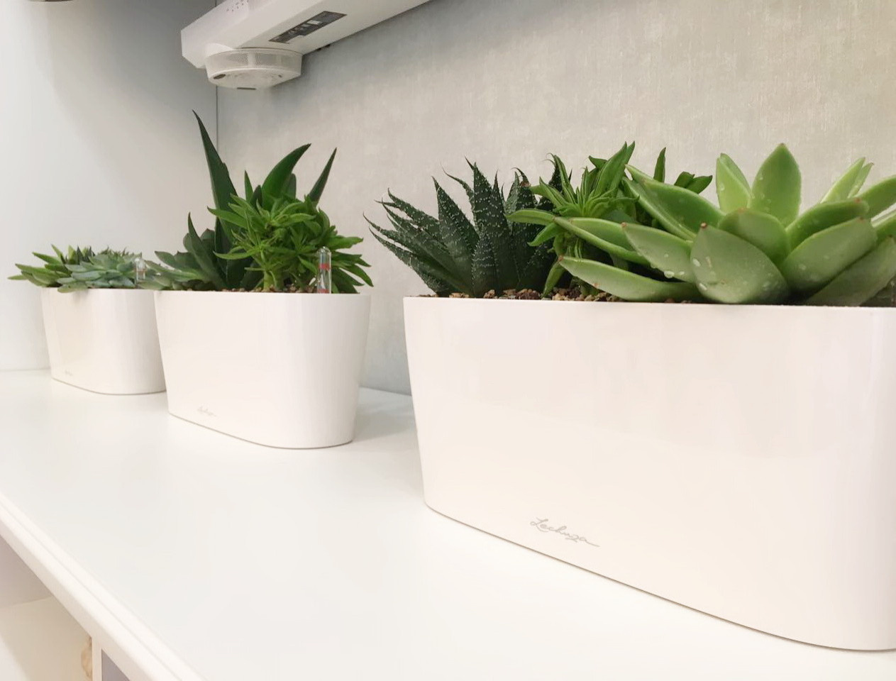 Озеленение частных квартир