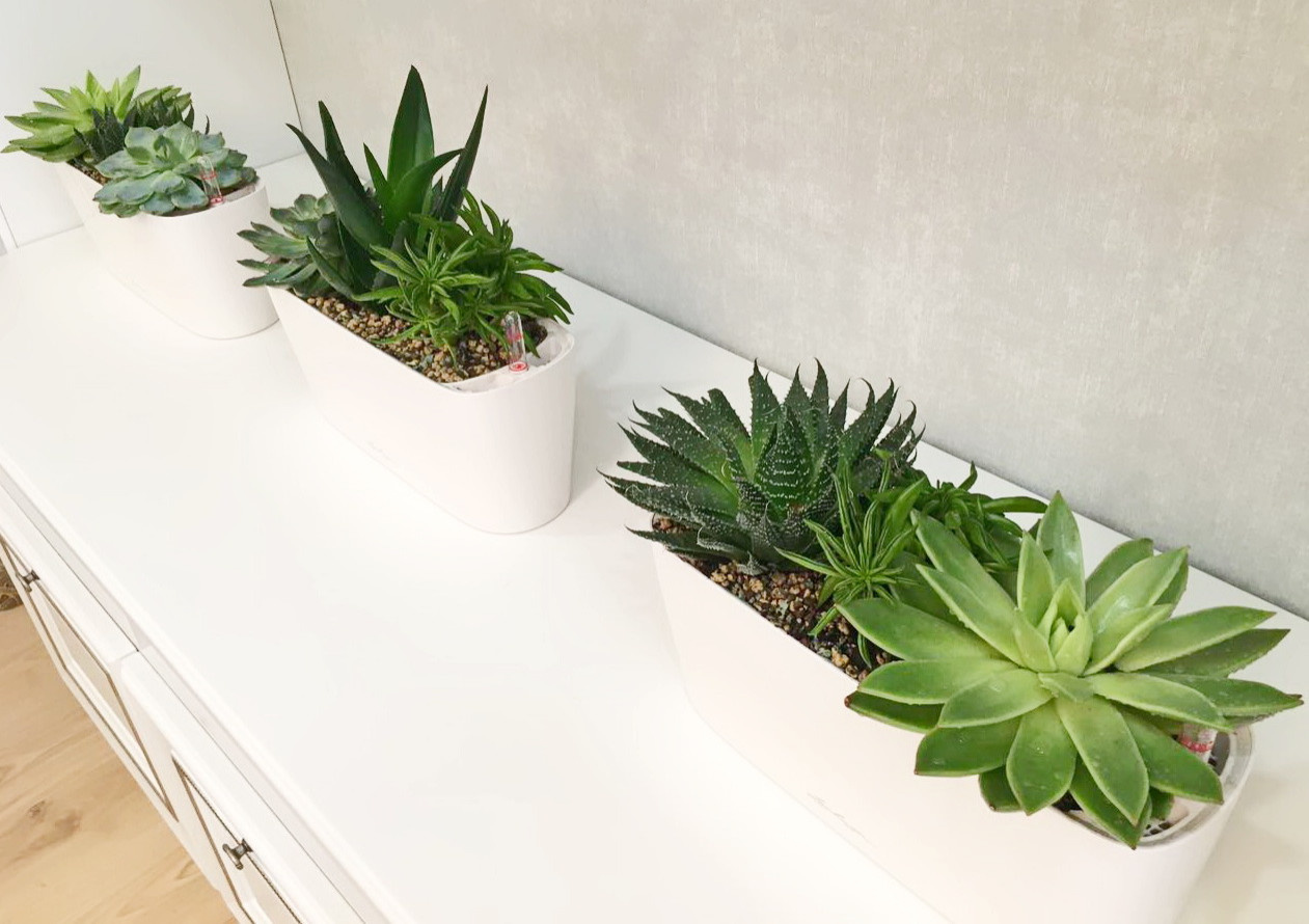 Озеленение частных квартир