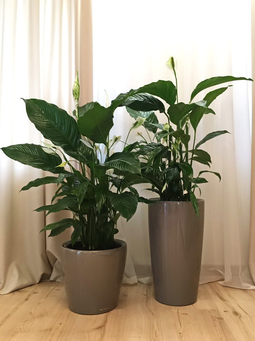 Озеленение частных квартир