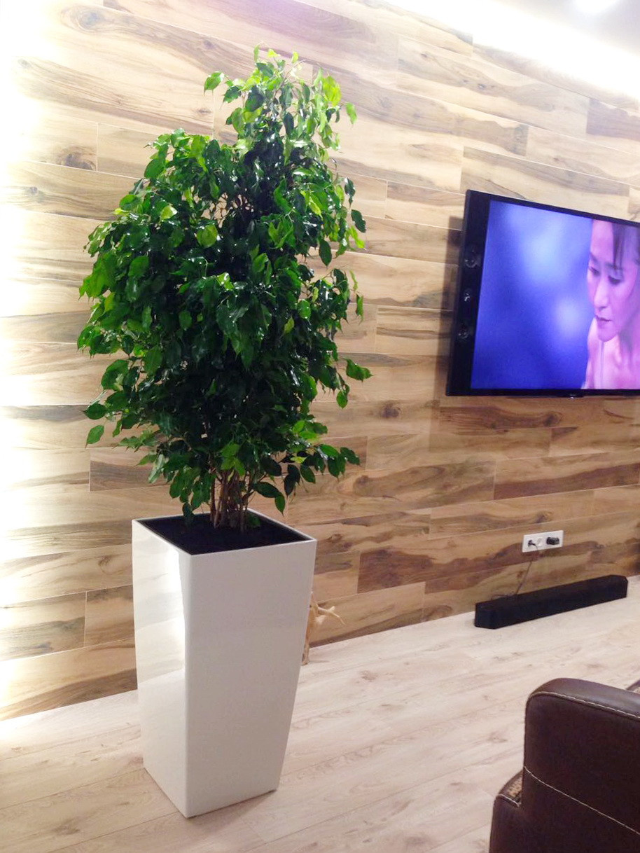 Озеленение частных квартир