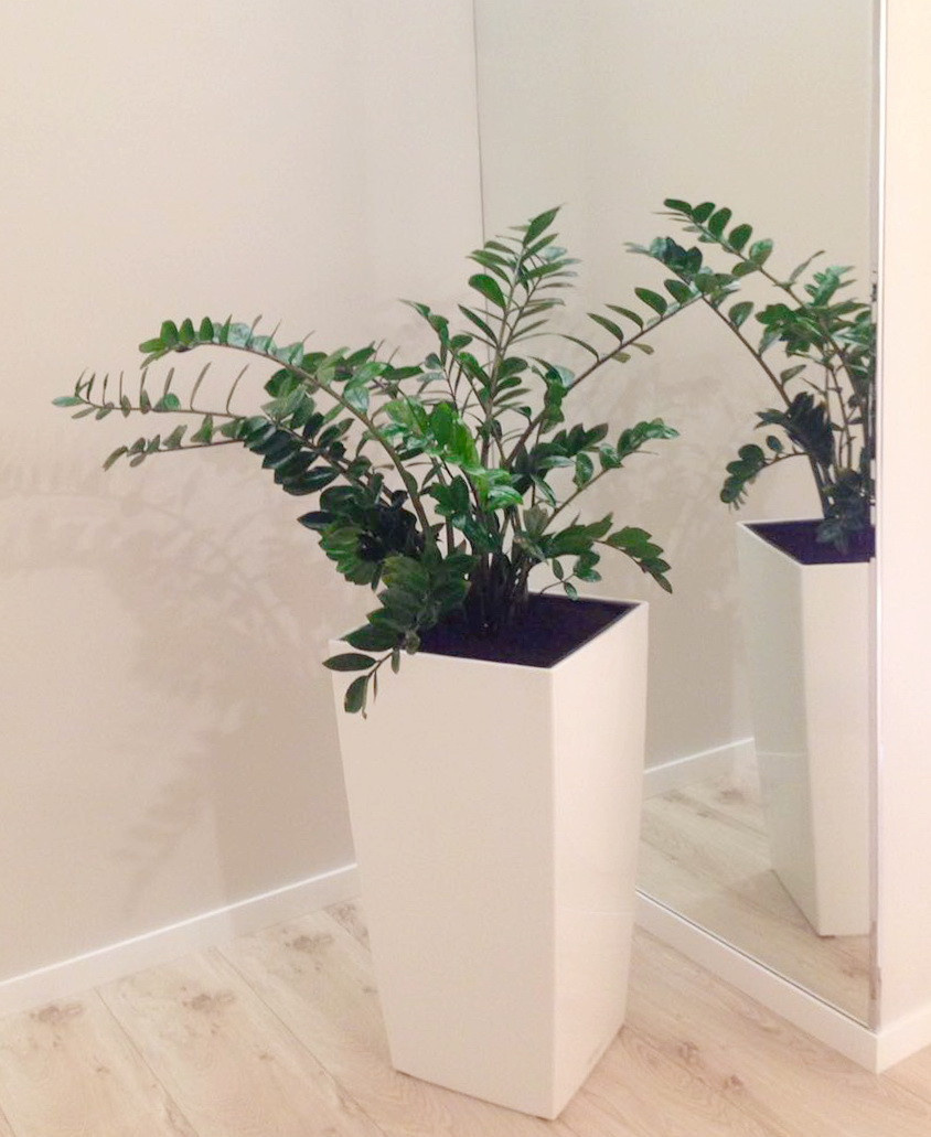 Озеленение частных квартир