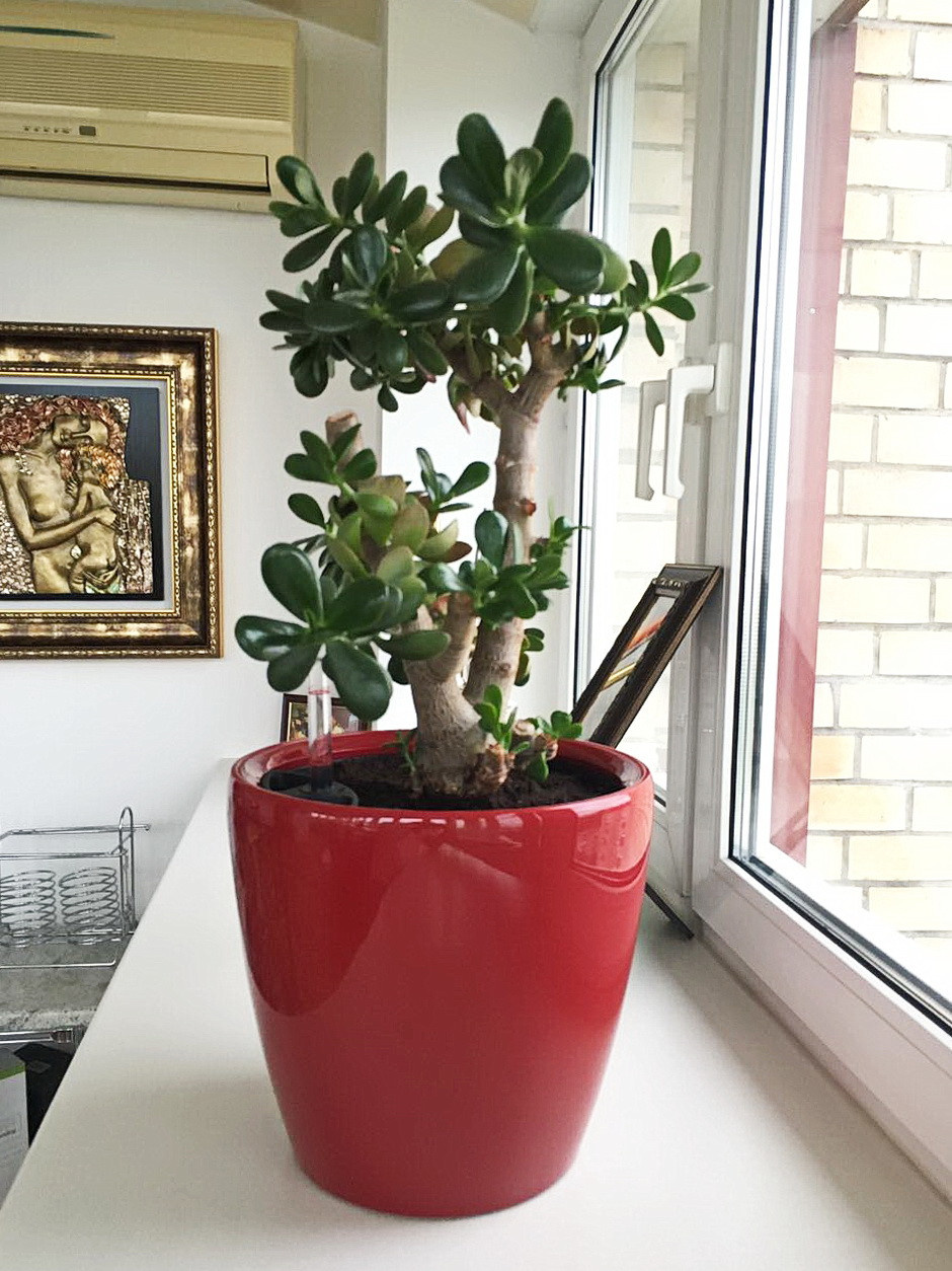 Озеленение частных квартир