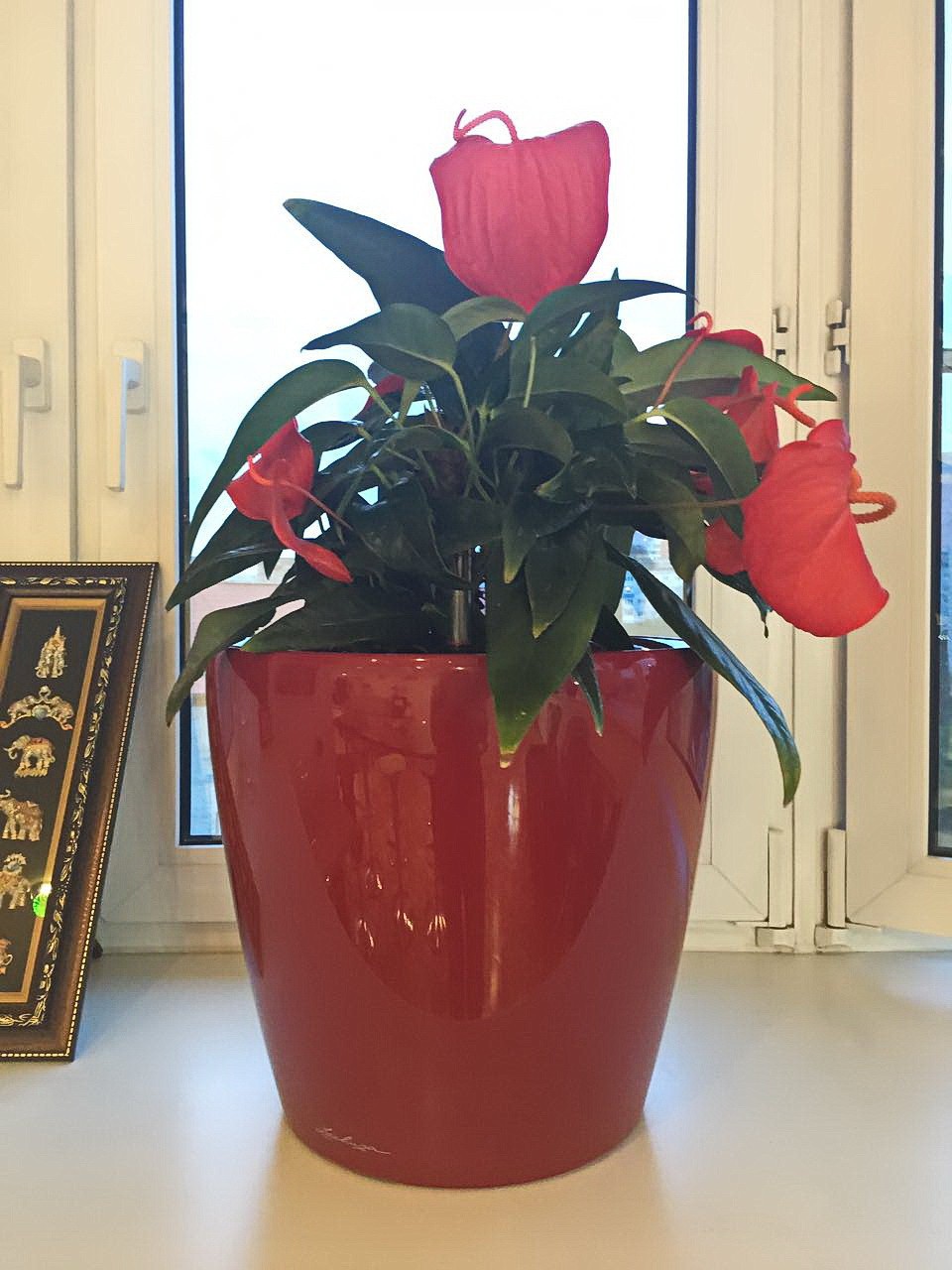 Озеленение частных квартир