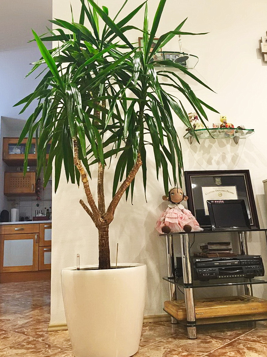 Озеленение частных квартир