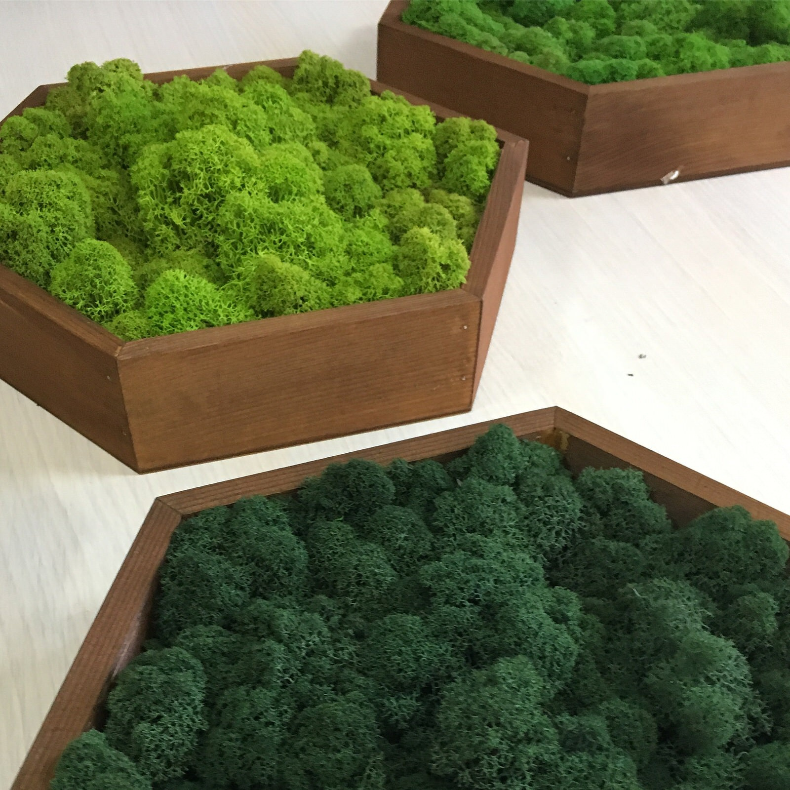 Панно из стабилизированного мха Ягеля и кочек