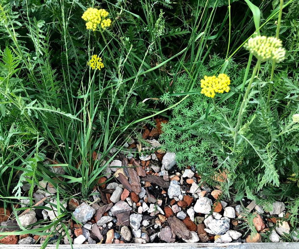 Выше крыши. Цветочный джем