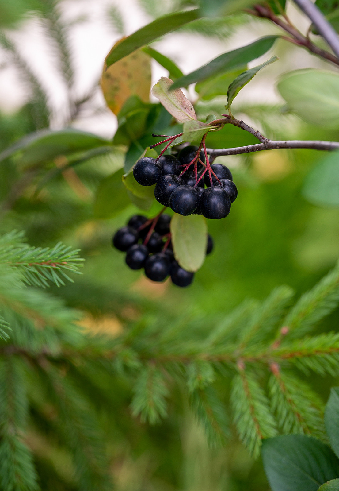 Сад недели: Белорусская хата — на краю поля ржи