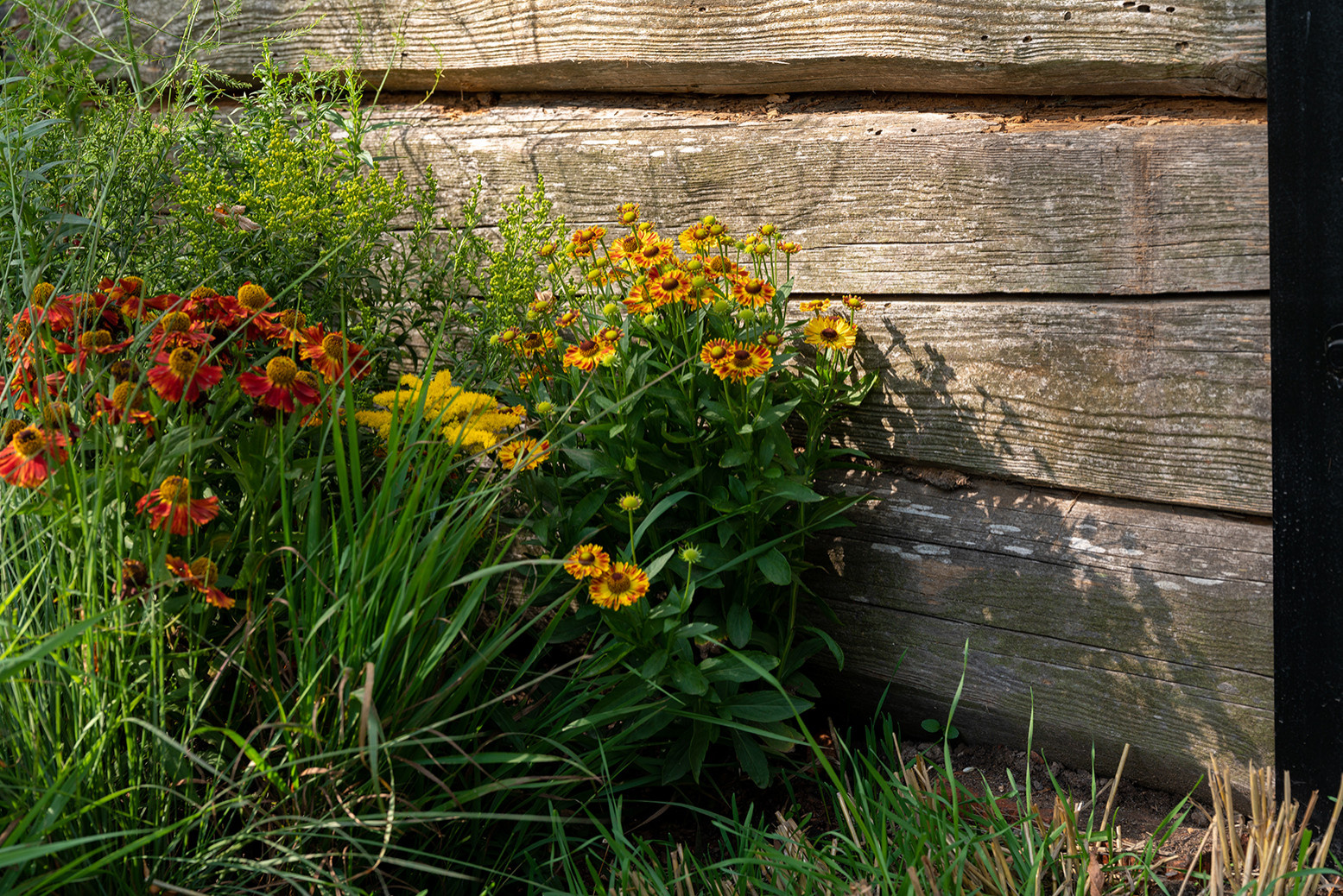 Сад недели: Белорусская хата — на краю поля ржи