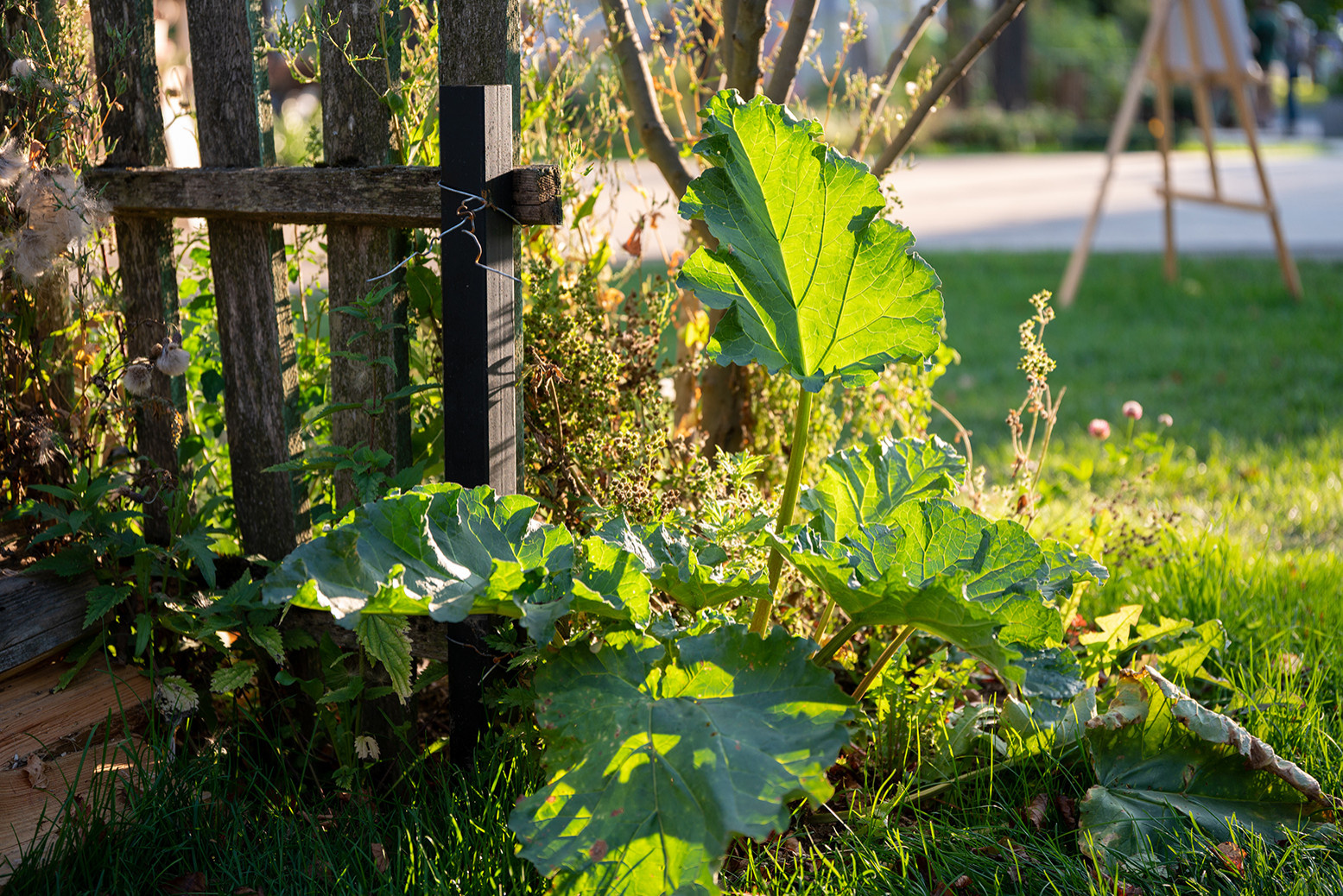 Сад недели: Белорусская хата — на краю поля ржи