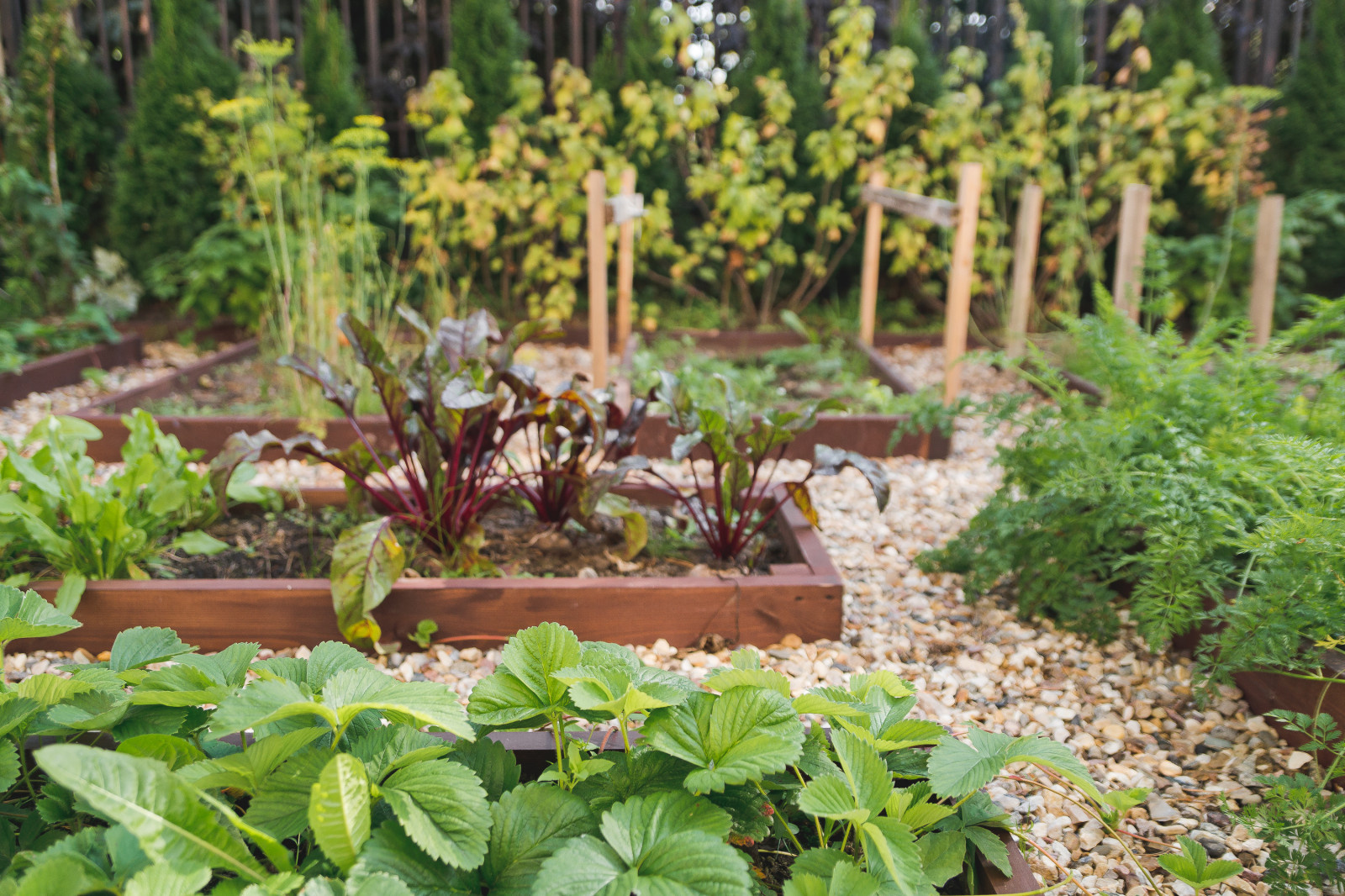 Современный сад на Успенском шоссе