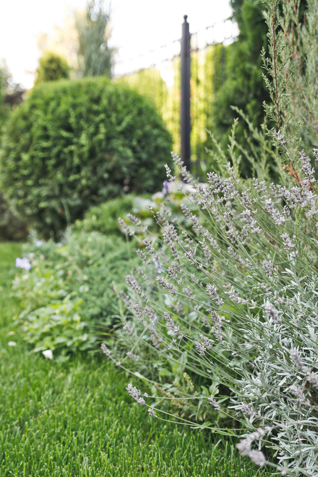 Современный сад на Успенском шоссе