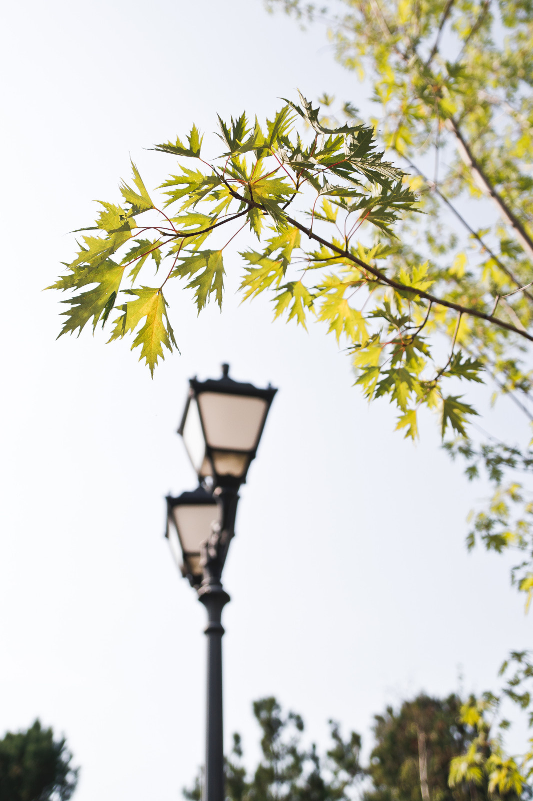 Современный сад на Успенском шоссе