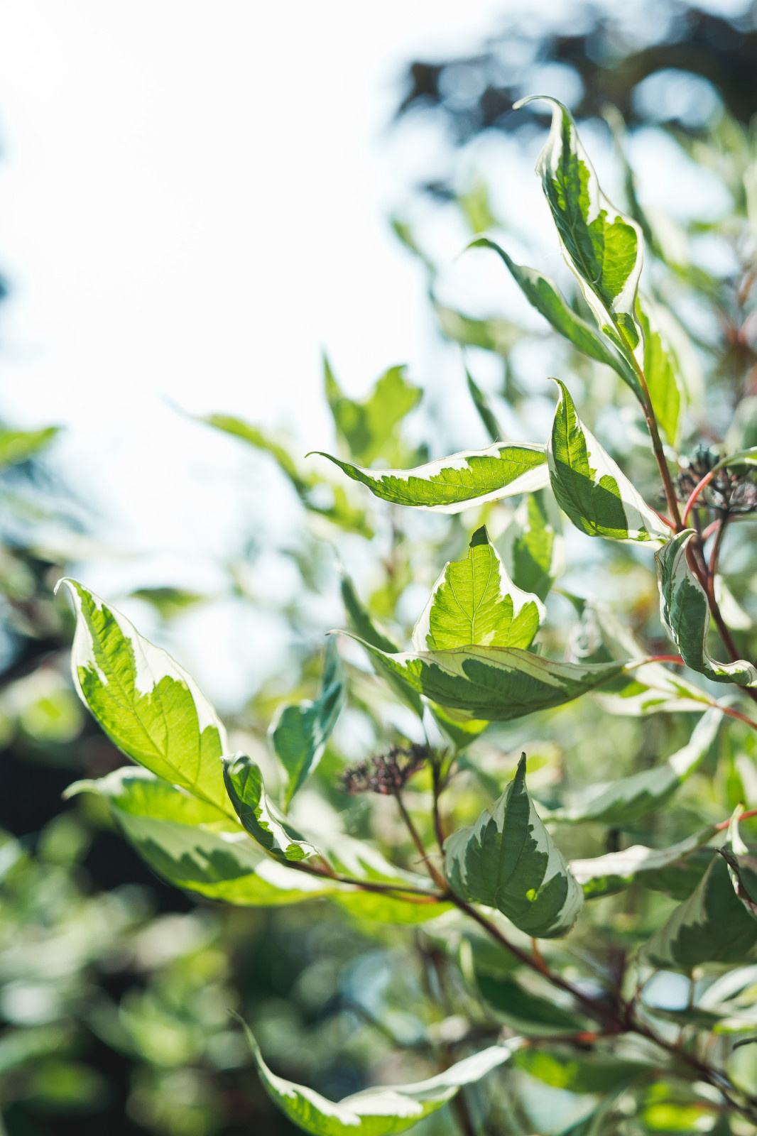 Современный сад на Успенском шоссе