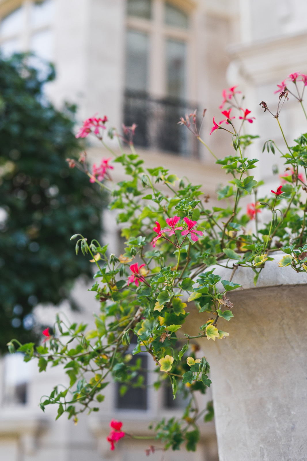 Современный сад на Успенском шоссе