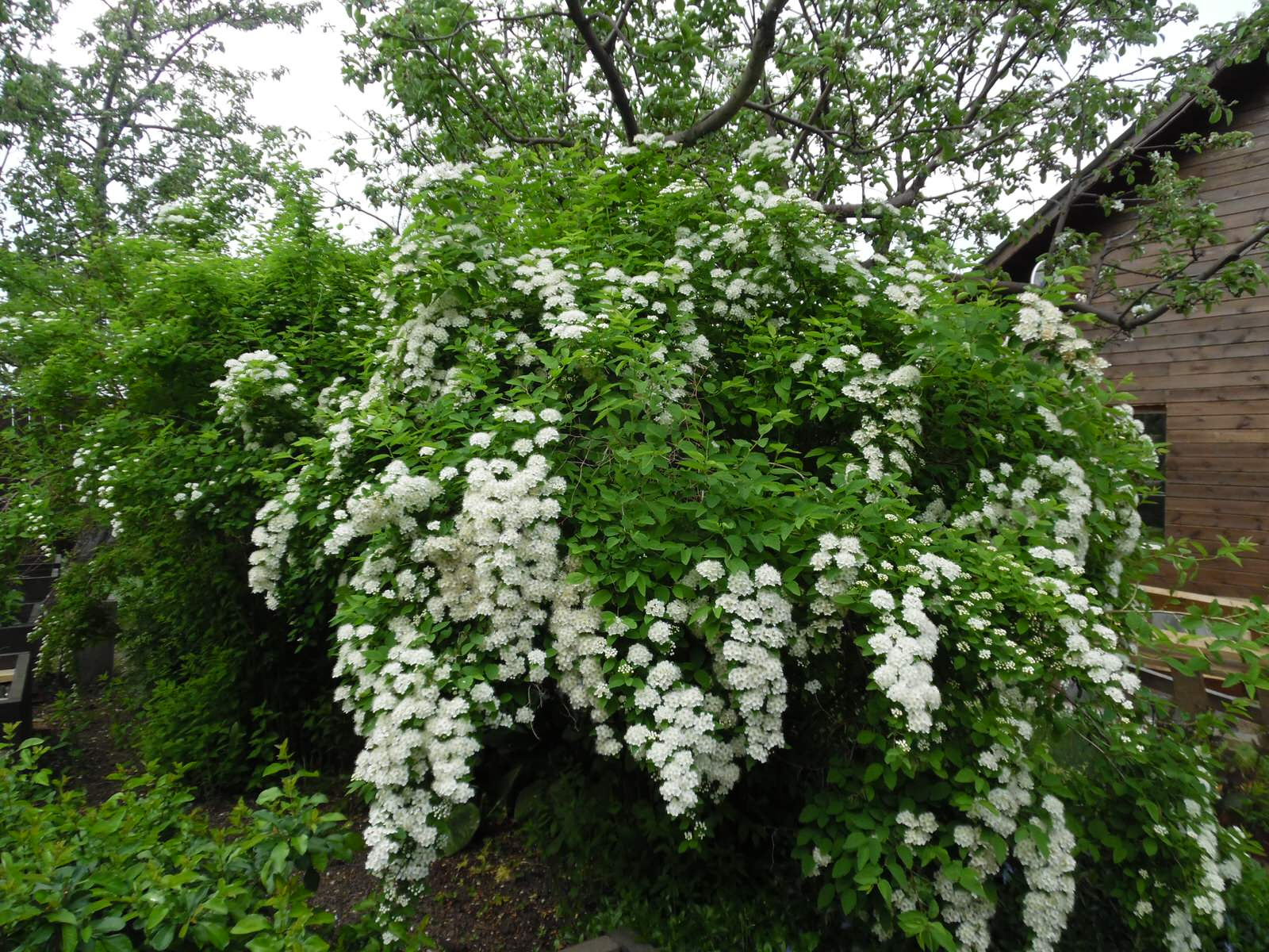 Сад для ландшафтного дизайнера.