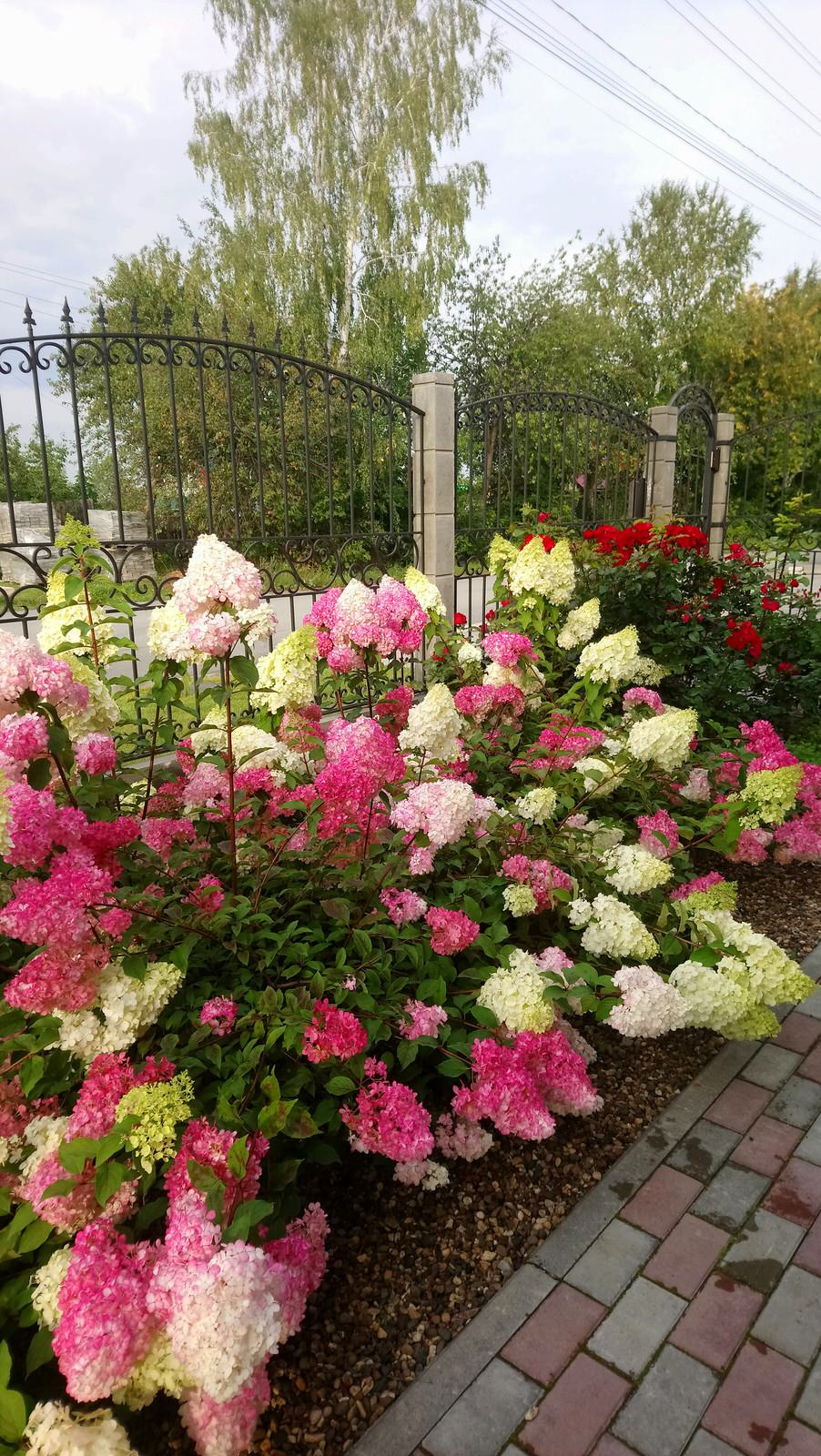 Маленький камерный сад.