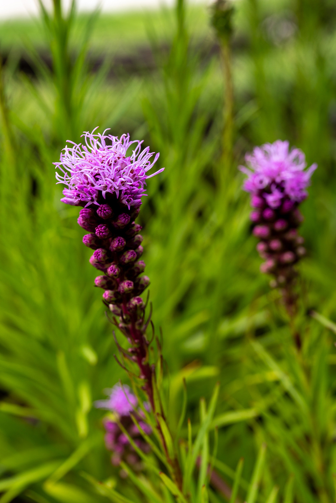 Проект недели: Сад «Декорации Метерлинка» на выставке в Москве
