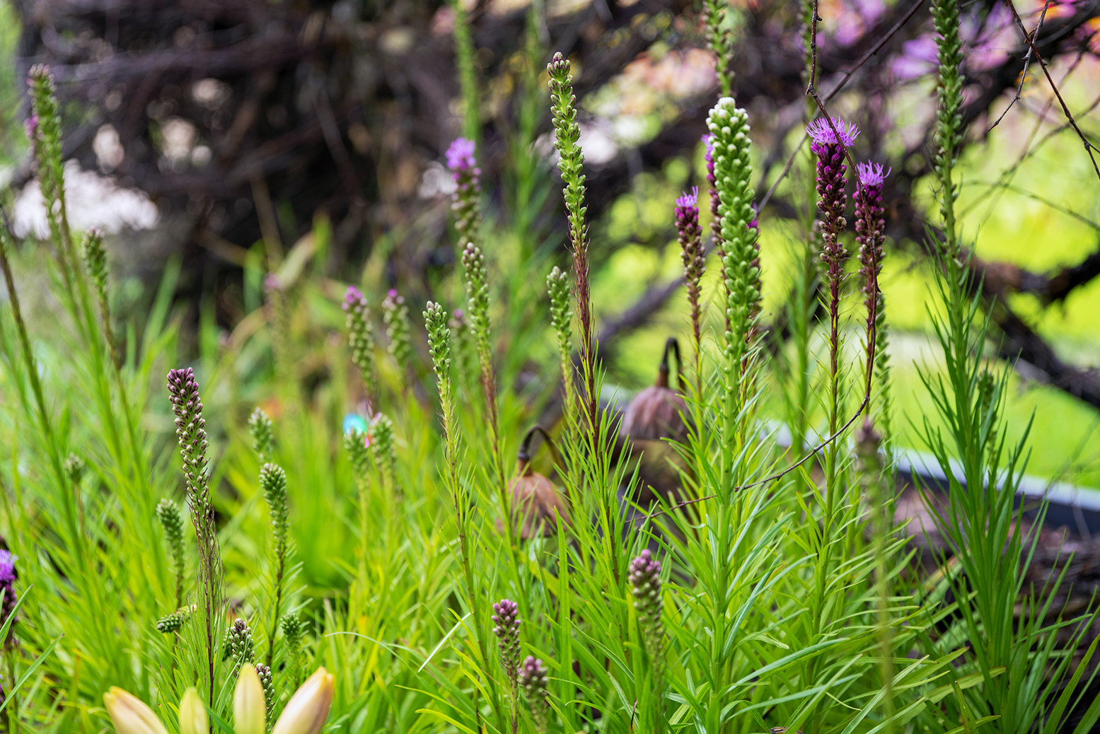 Проект недели: Сад «Декорации Метерлинка» на выставке в Москве
