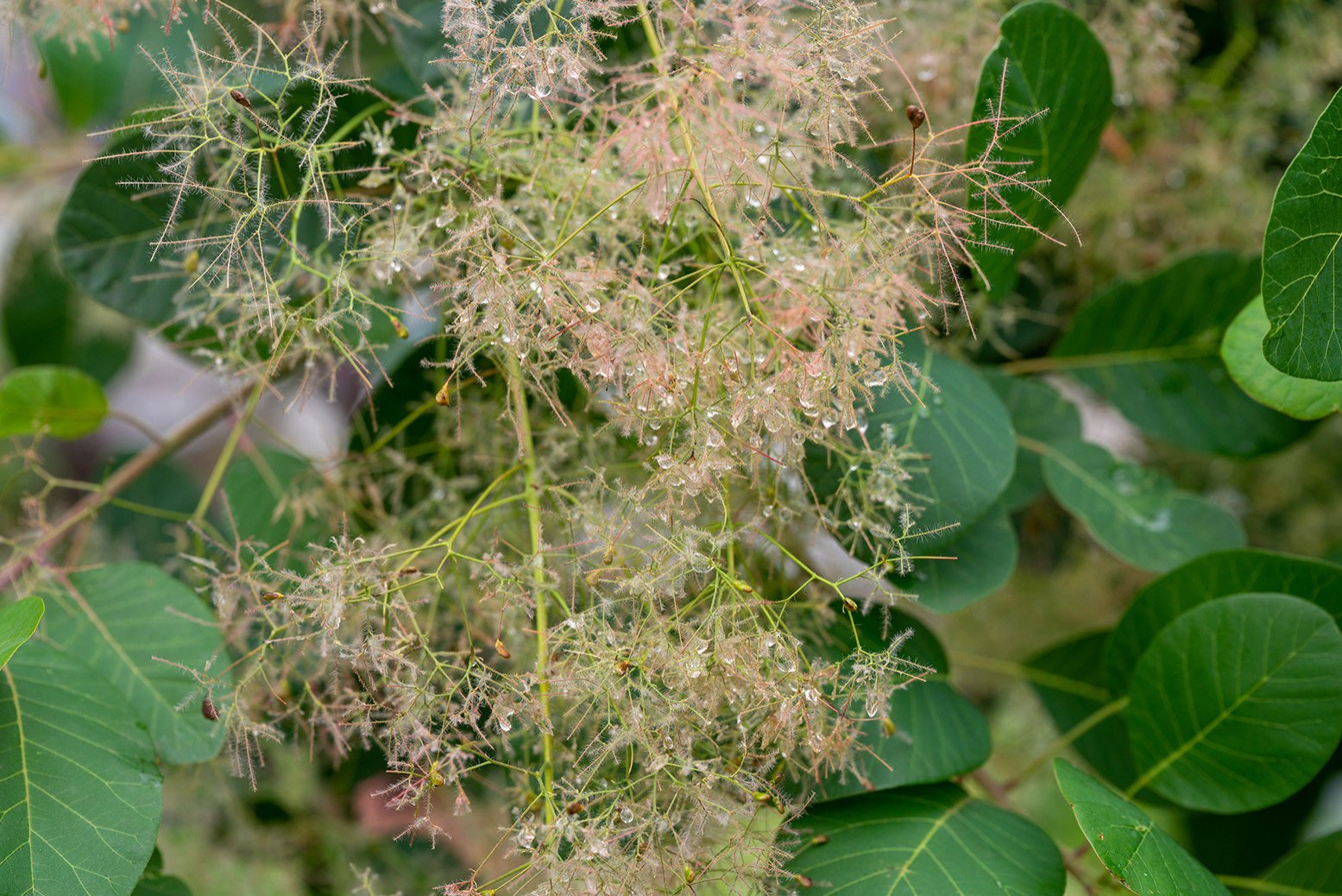 Проект недели: Сад «Декорации Метерлинка» на выставке в Москве