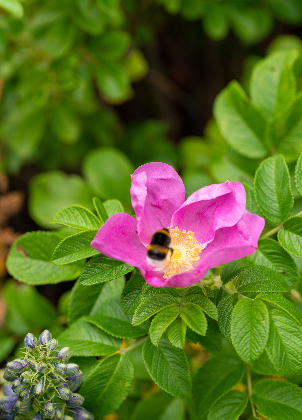 Проект недели: Сад «Декорации Метерлинка» на выставке в Москве