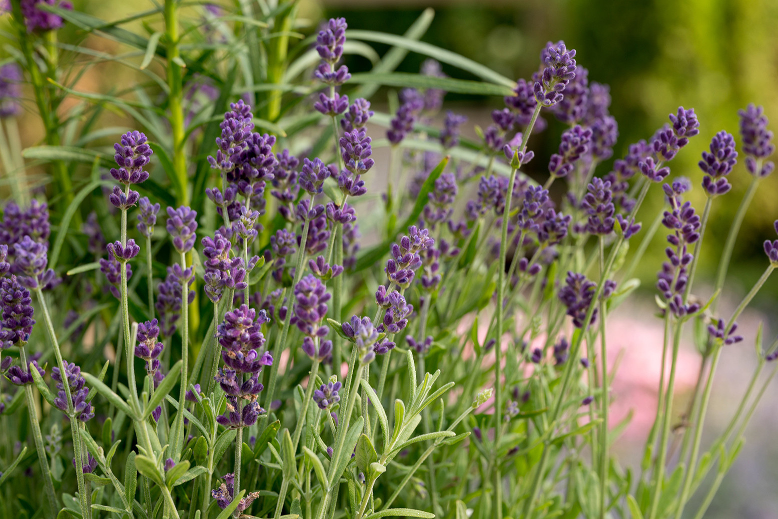 Проект недели: Сад «Декорации Метерлинка» на выставке в Москве