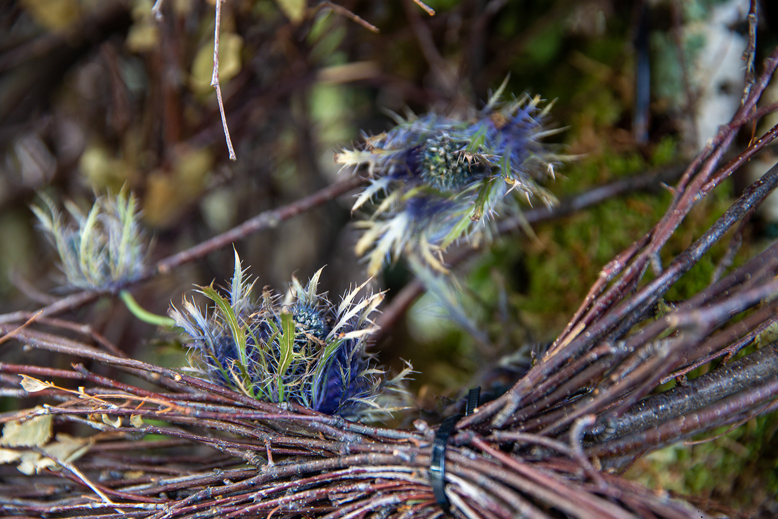 Проект недели: Сад «Декорации Метерлинка» на выставке в Москве