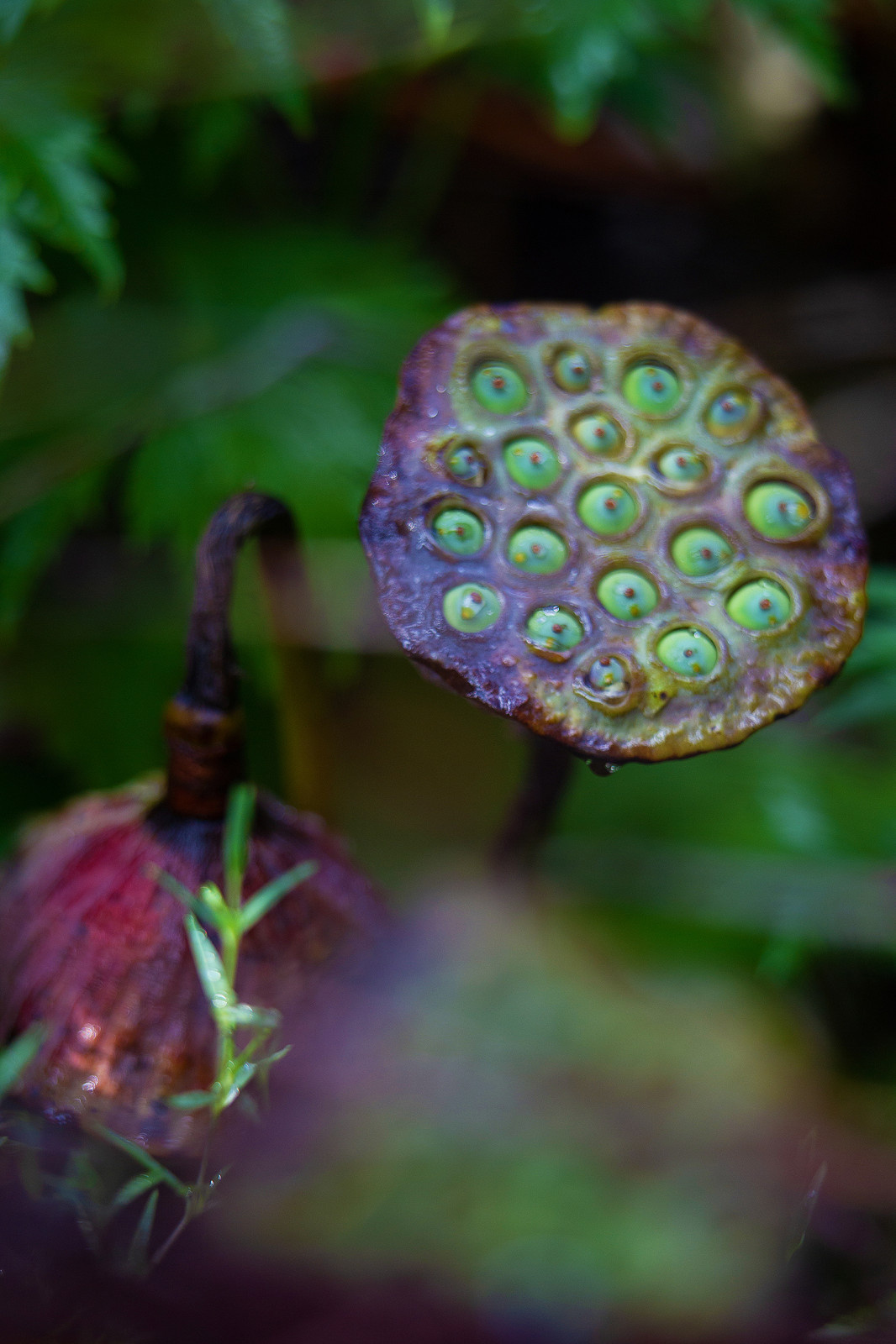 Фотосъемка Сада   по  Метрелинку на MFS 2019 Авторы М,Береснева М. ПРИНТЦ