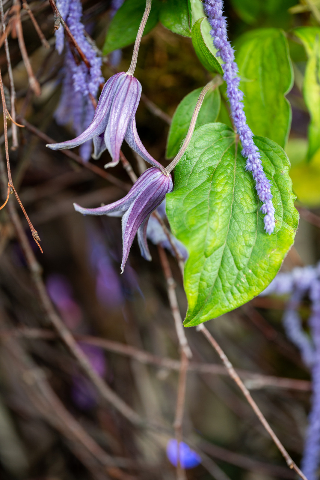 Проект недели: Сад «Декорации Метерлинка» на выставке в Москве