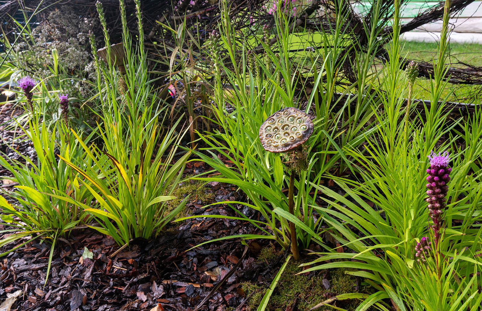 Фотосъемка Сада   по  Метрелинку на MFS 2019 Авторы М,Береснева М. ПРИНТЦ