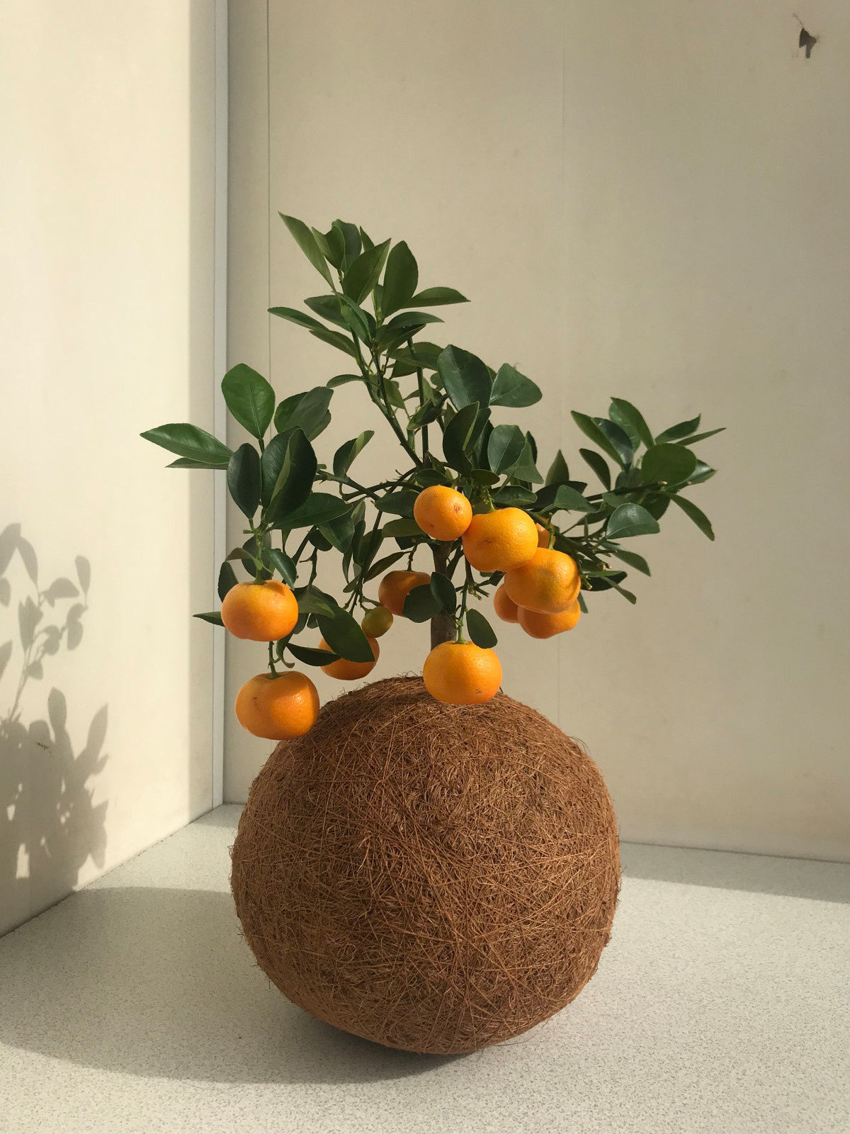 Евгения Капитонова