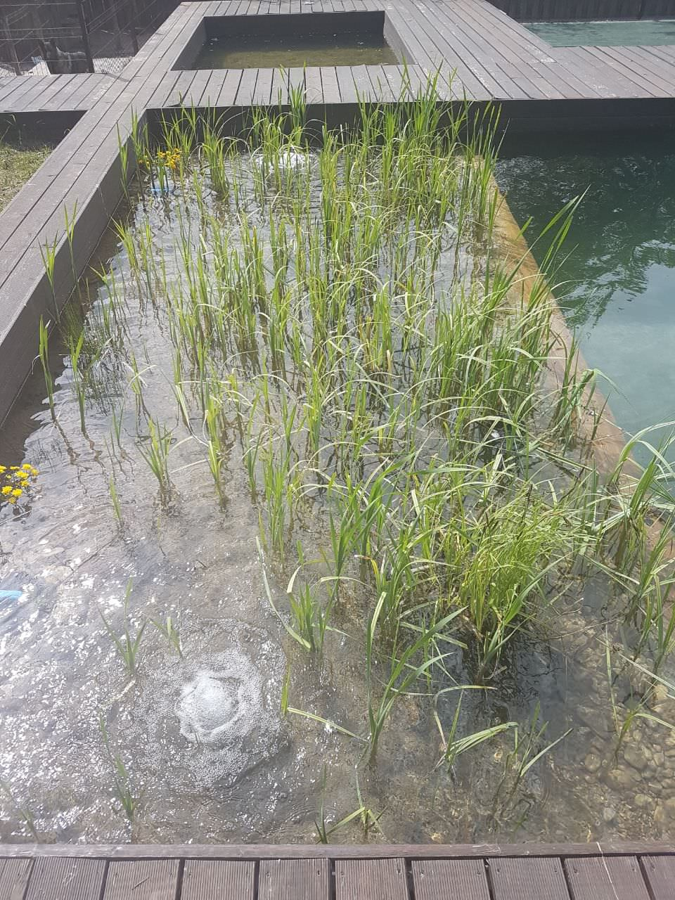 Плавательный водоём в Пскове