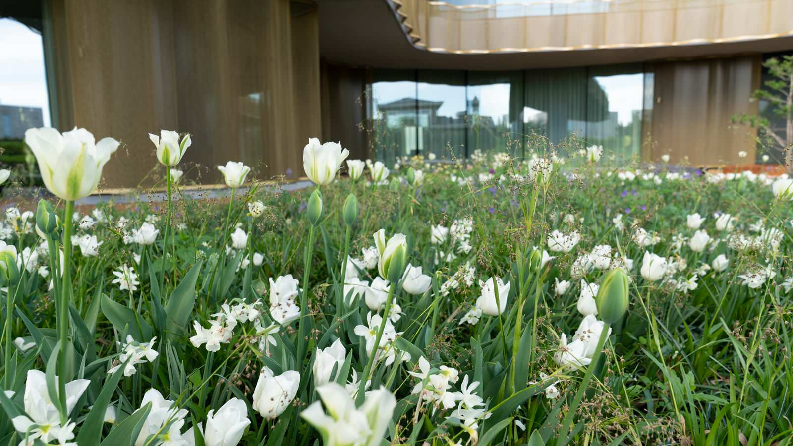 Природный сад. Жуковка XXI век. 2017-2018 гг.Arcadiagarden  xСад Аркадия  xArcad