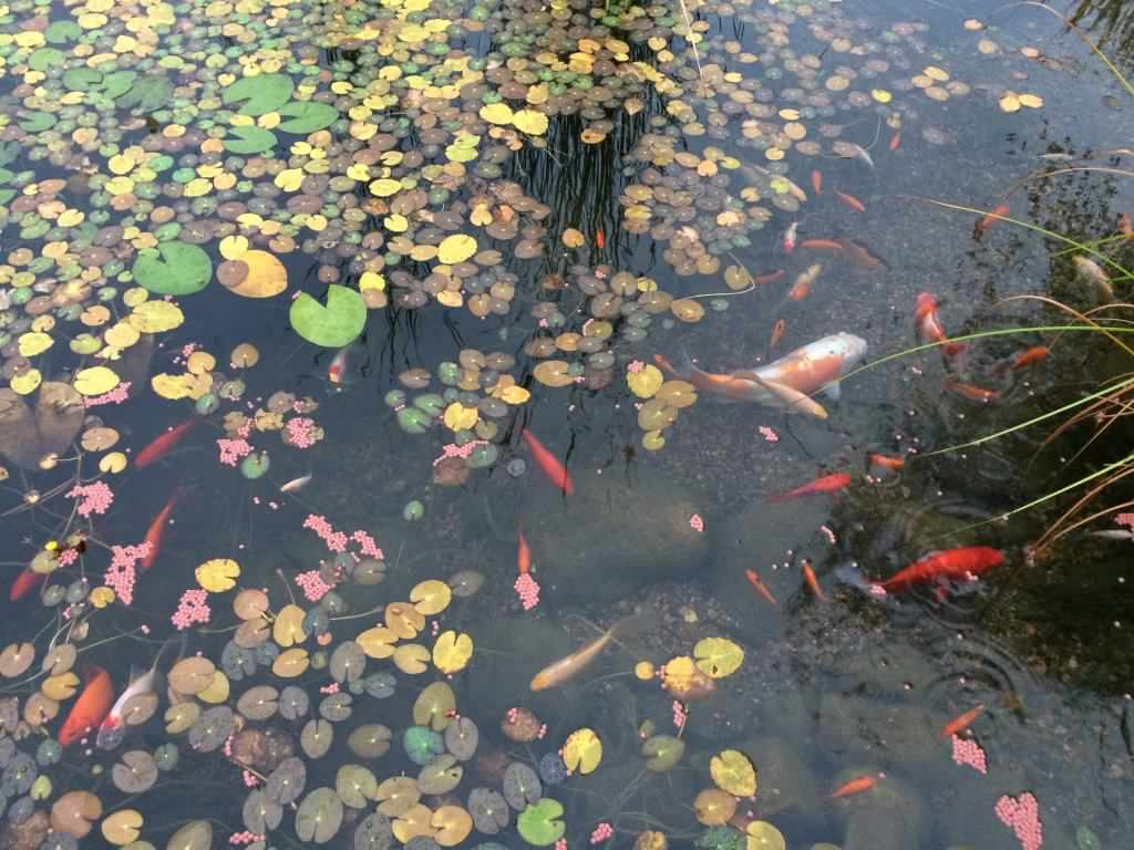 Плавательный водоём в п. Старорусское (ЛО)