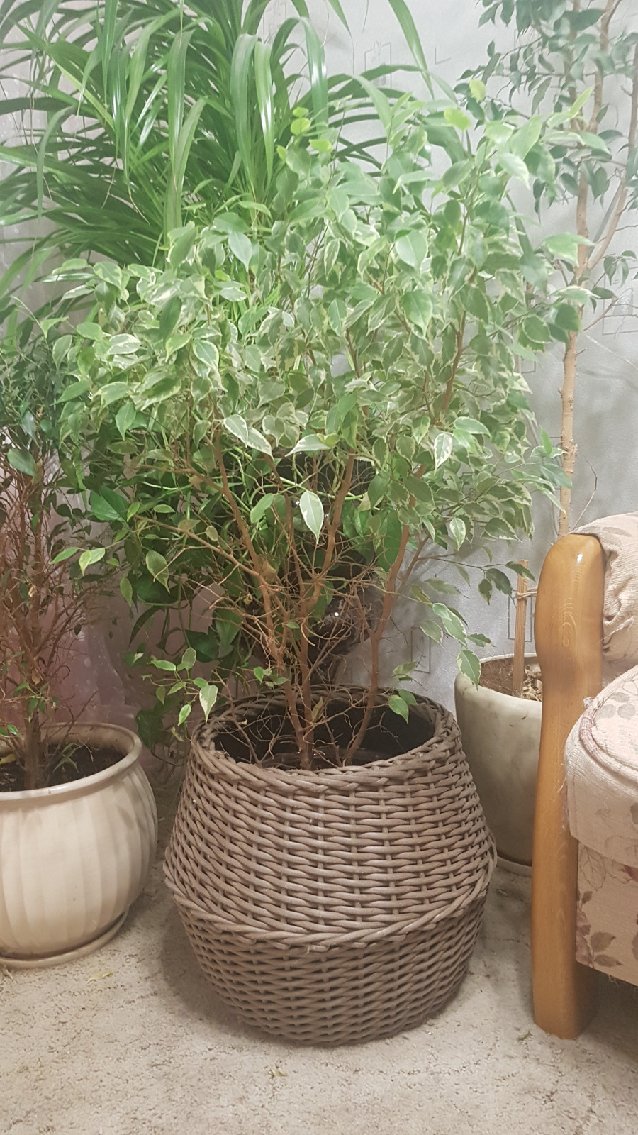 Обложка проекта: Корзина-кашпо 24л