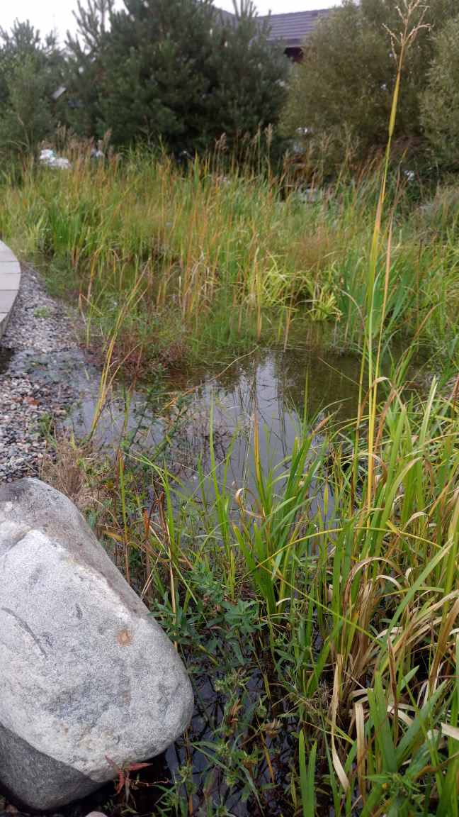 Декоративный водоём с биоплато