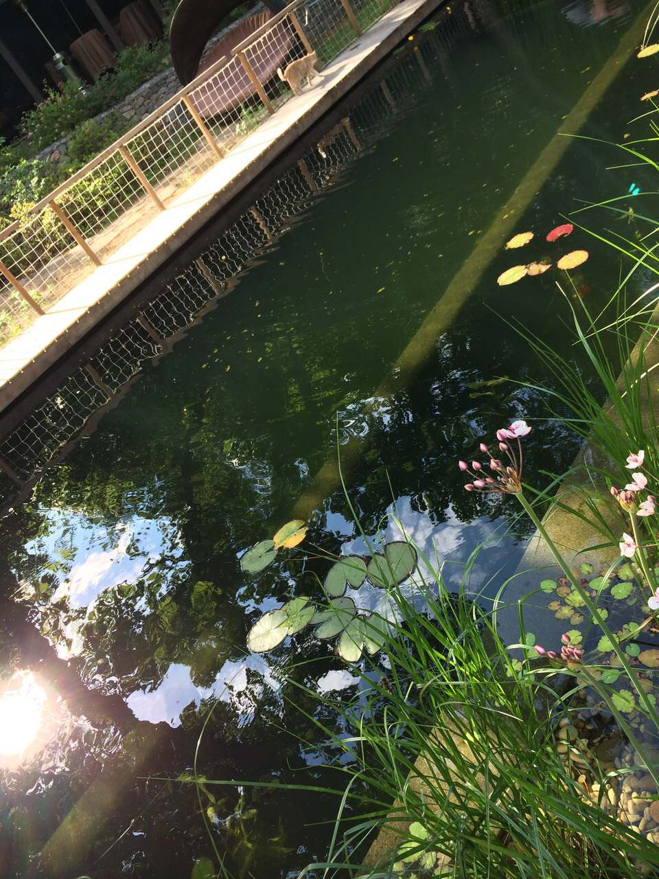 Плавательный водоём в п. Молодёново