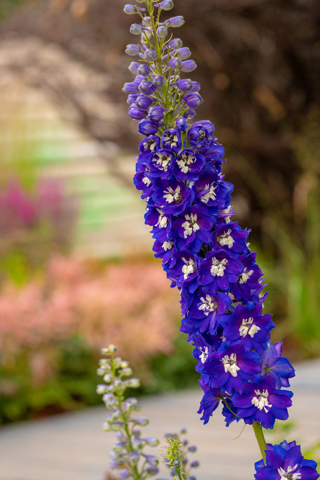 Проект недели: Сад «Декорации Метерлинка» на выставке в Москве